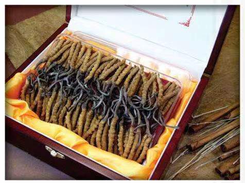 耀州冬虫夏草回收